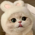 Mini-Me Bunny Hood (cats), front