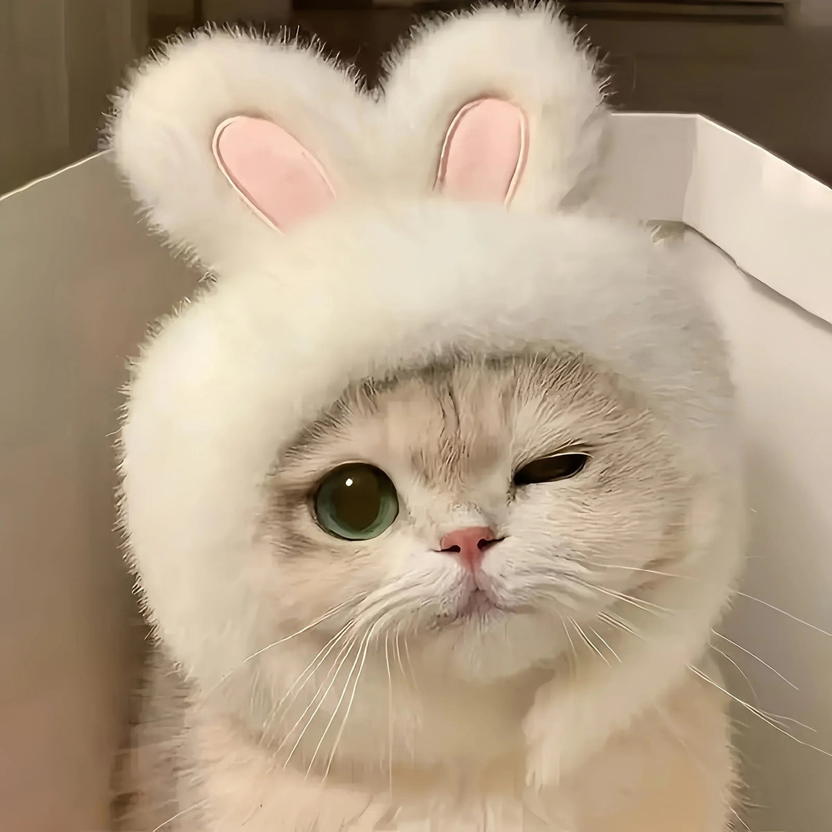 Mini-Me Bunny Hood (cats), photo 2